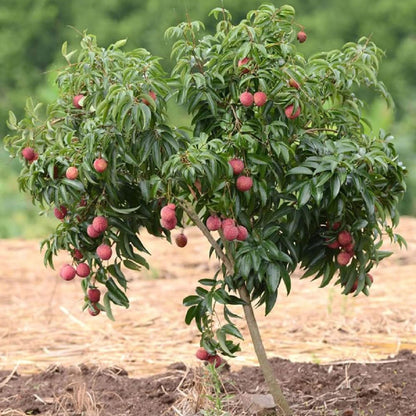 China 3 Litchi Lychee Layering/Grafted Fruit Plant