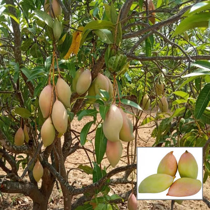 Totapuri Mango Aam Grafted Fruit Plant