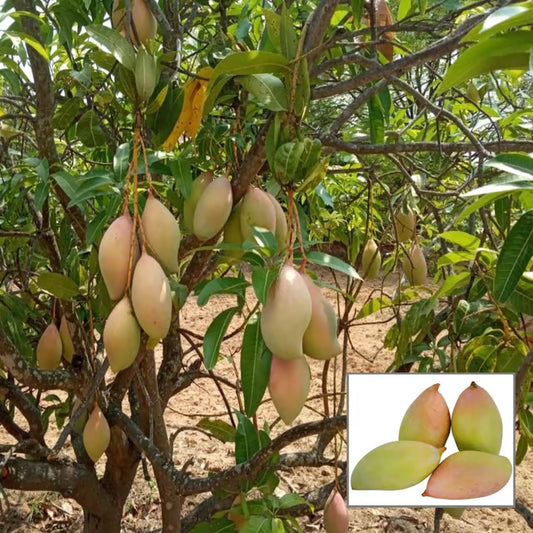 Totapuri Mango Aam Grafted Fruit Plant (1.5-3 Feet Height)