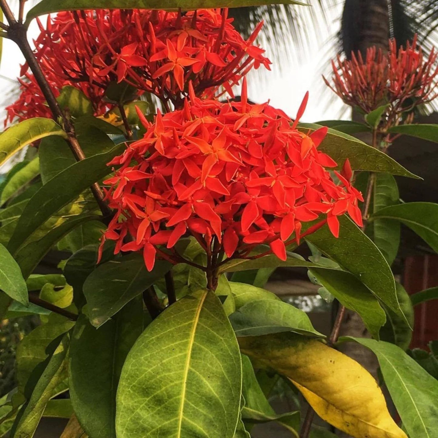 Red Colour Ixora Rukmini Rangan Flower Shrubs Plant (1.5-3 Feet Height)