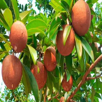 Cricket Ball Chikoo Sapota Grafted Fruit Plant (1.5-3 Feet Height)