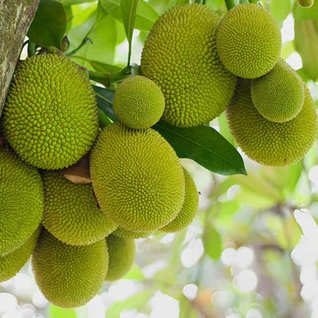 Seedless Gumless Jackfruit Panasa Varikka Katahal Chakka Grafted Fruit Plant (1.5-3 Feet Height)