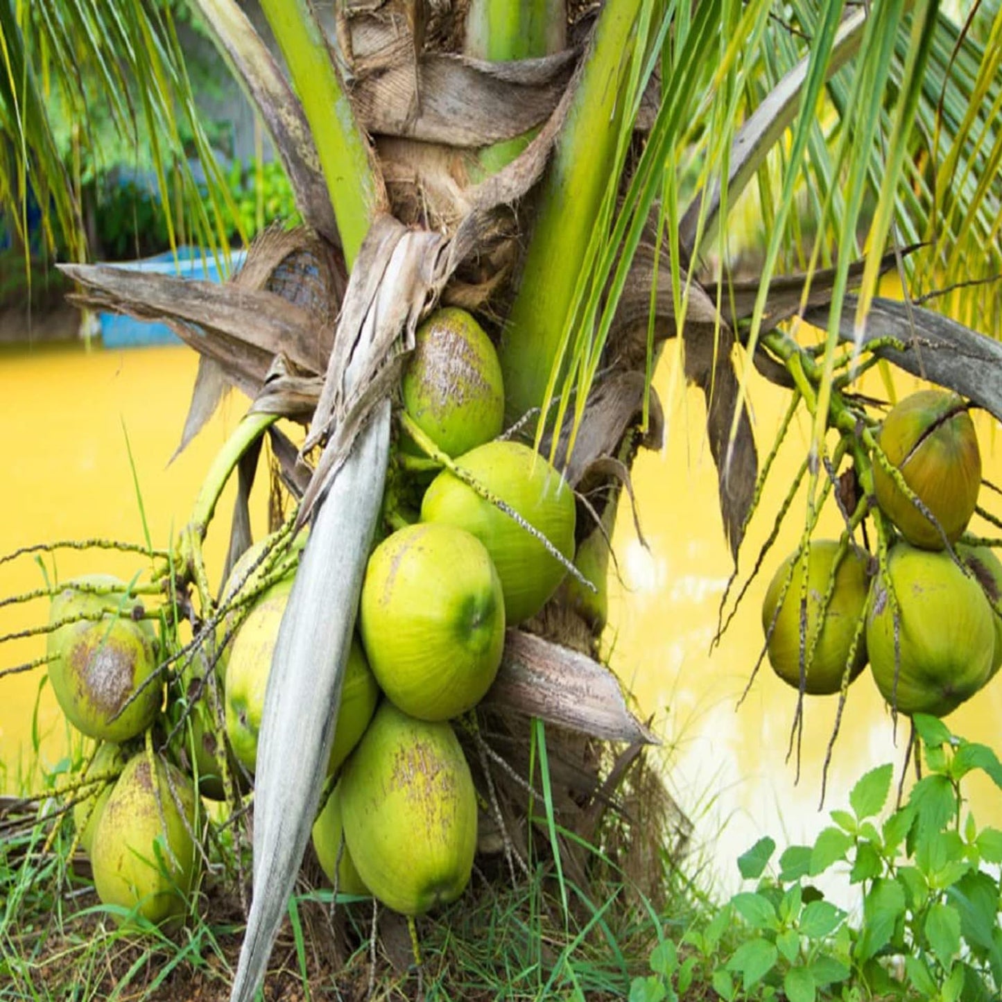 Mekong Delta Vietnam Coconut Nariyal Hybrid Dwarf Fruit Plant