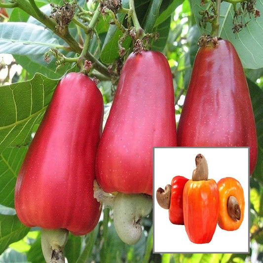 VRI 3 Kaju Cashew Nut Anacardium Fruit Plant
