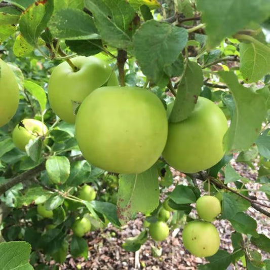 Granny Smith Green Apple Seb Grafted Fruit Plant (1.5-3 Feet Height)