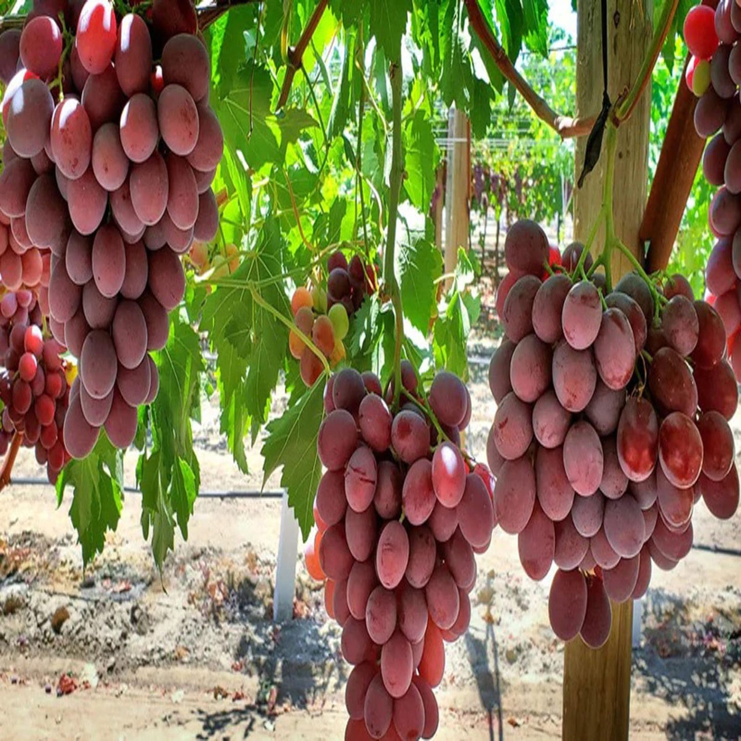 Red Flame Seedless Grapes Angoor Layering/Grafted Fruit Plant