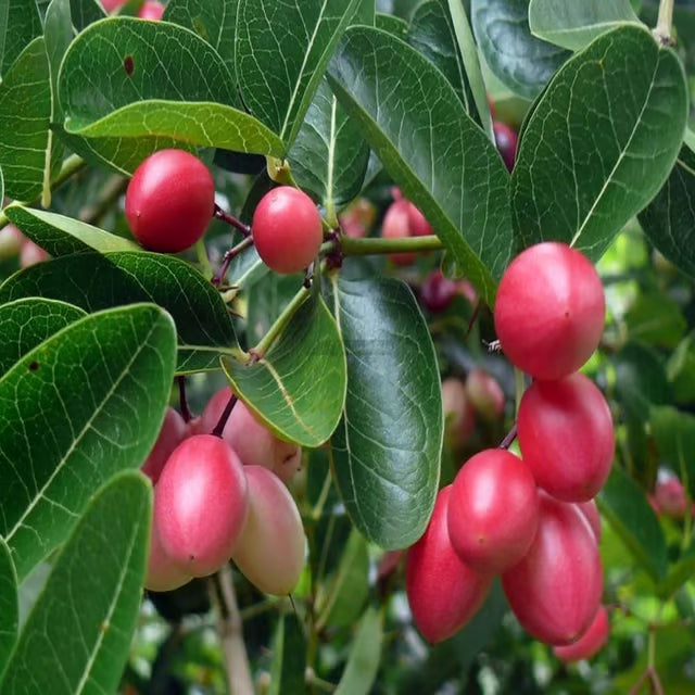 Karonda Carissa Carandas Cherry Cherries Layering/Grafted Plant