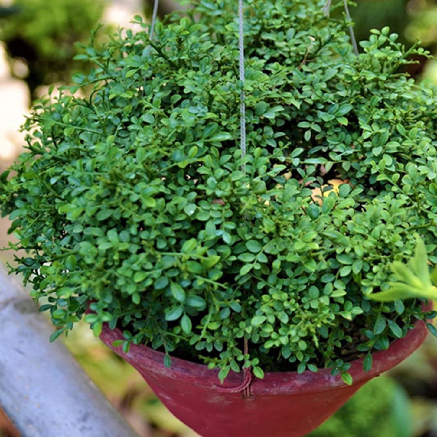 Table Kamini Satin Wood Kunti Shrubs Flower Plant (1-2 Feet Height)