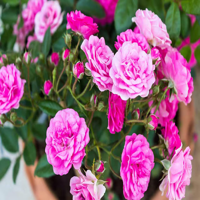 Pink Colour Button Miniature Rose Fragrant Flower Plant