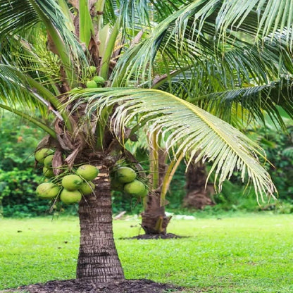 Mekong Delta Vietnam Coconut Nariyal Hybrid Dwarf Fruit Plant