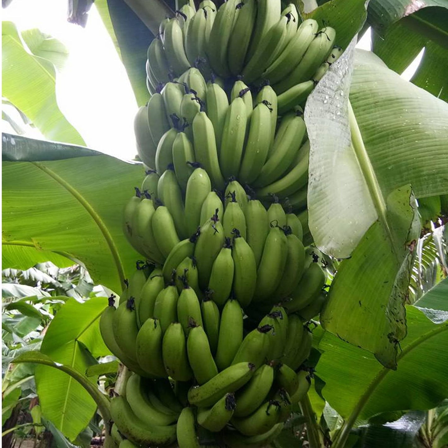 Grand Naine G9 Banana Tissue Cultured Fruit Fruit Plant