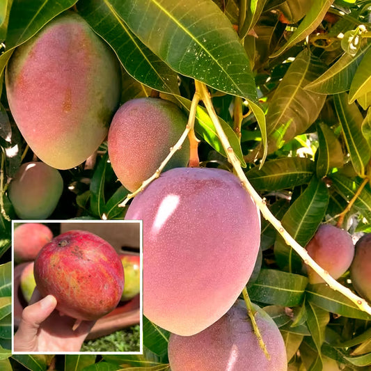 American Kent Mango Aam Grafted Fruit Plant (1.5-3 Feet Height)