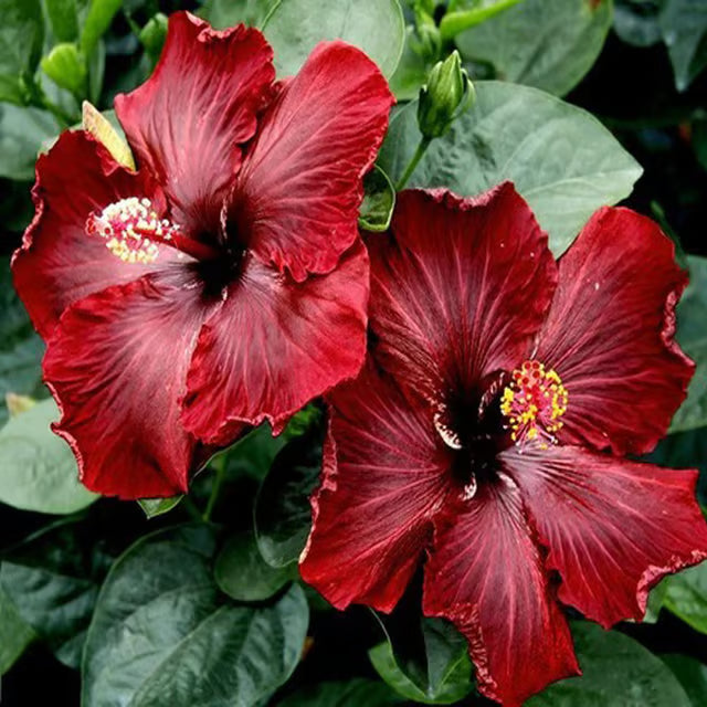 Red Colour Hybrid Hibiscus Joba Gudhal Flower Plant (1-2 Feet Height)