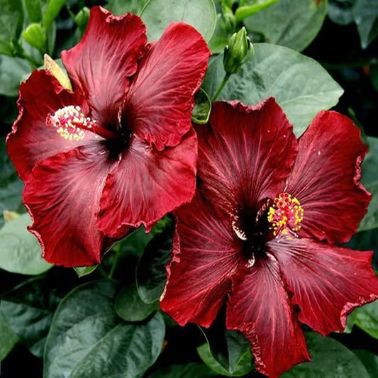 Red Colour Hybrid Hibiscus Joba Gudhal Flower Plant (1-2 Feet Height)