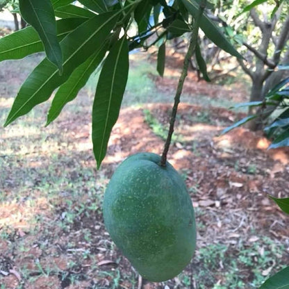 Mallika Mango Aam Grafted Fruit Plant