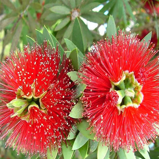 Red Colour First Love Flower Plant (1-2 Feet Height)