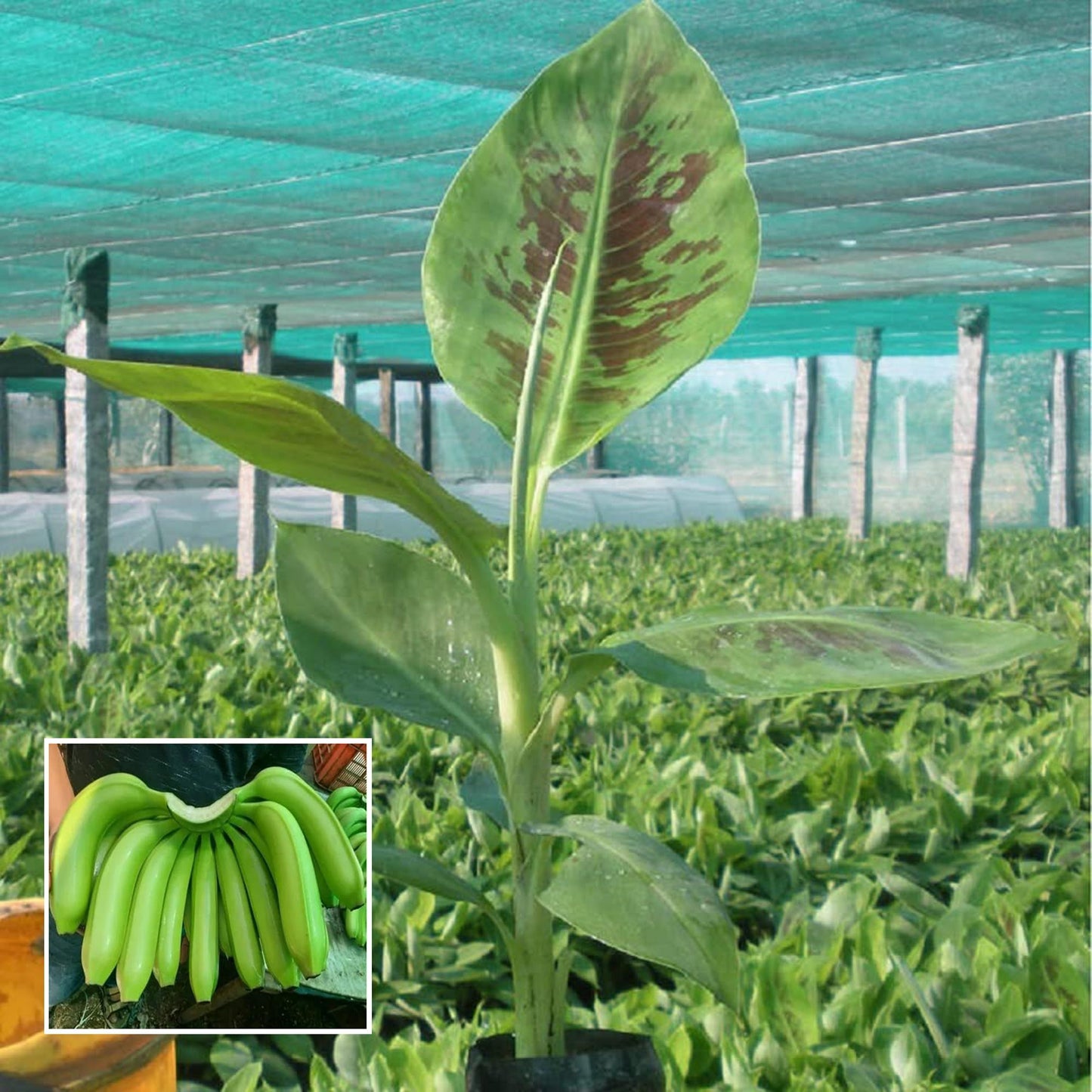 Grand Naine G9 Banana Tissue Cultured Fruit Fruit Plant