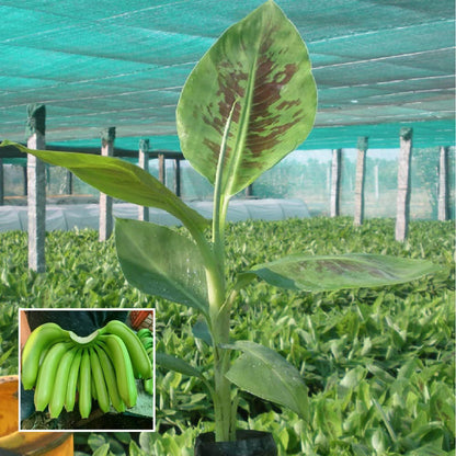 Grand Naine G9 Banana Tissue Cultured Fruit Fruit Plant