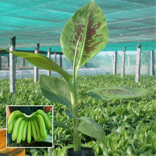 Grand Naine G9 Banana Tissue Cultured Fruit Fruit Plant