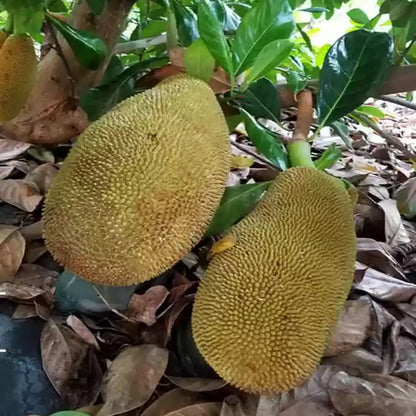 Red Sindoor Siddu Jackfruit Panasa Varikka Katahal Chakka Grafted Fruit Plant