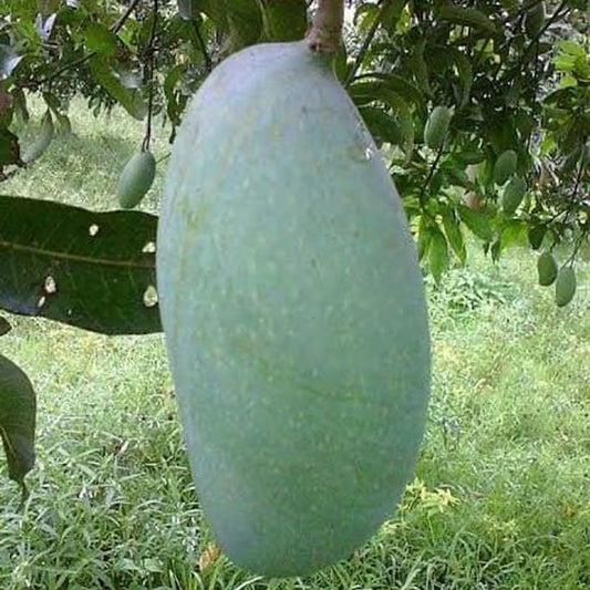 Malda Fazli Mango Aam Grafted Fruit Plant (1.5-3 Feet Height)