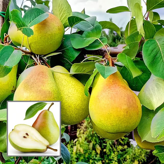 Pear Pyrus Communis Nashpati Layering/Grafted Fruit Plant (1.5-3 Feet Height)