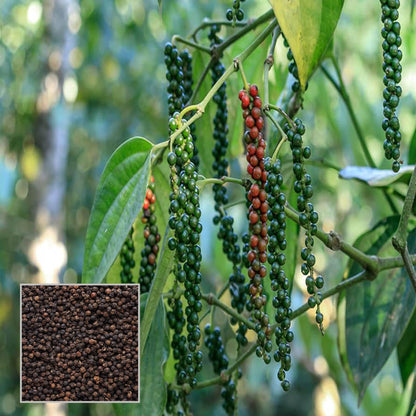 Black Pepper Nigrum Gol Mirch Kali Mirch Spice Plant (1.5-3 Feet Height)