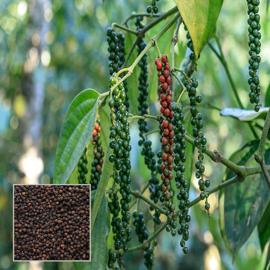 Black Pepper Nigrum Gol Mirch Kali Mirch Spice Plant (1.5-3 Feet Height)