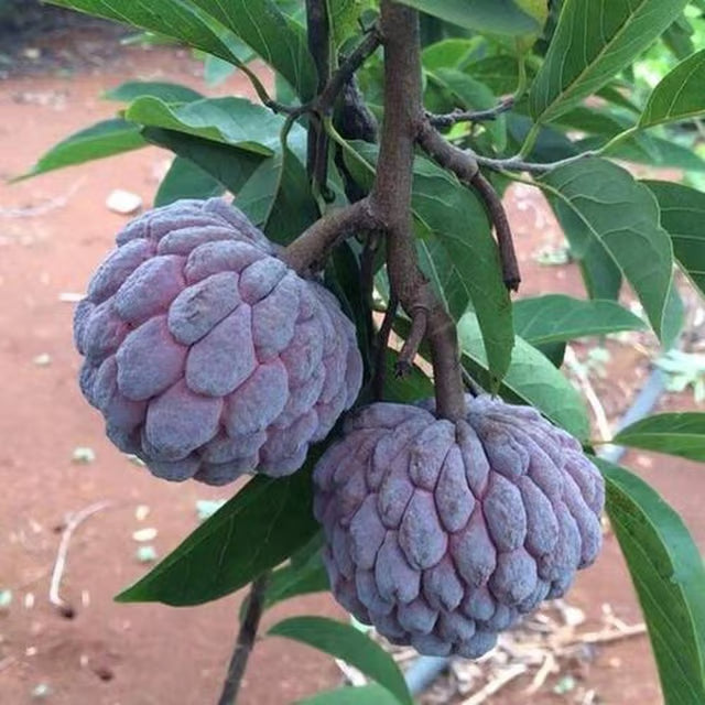 Red Custard Apple Sugar Apple Sitafal Ata Grafted Fruit Plant
