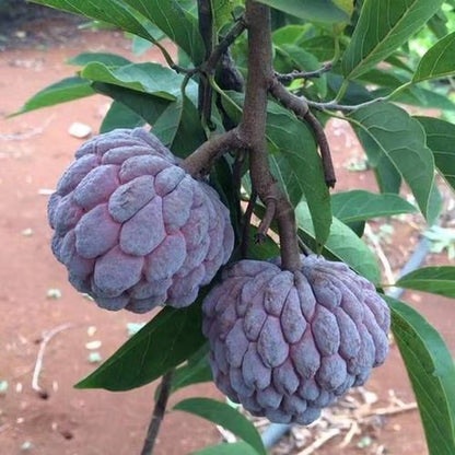 Red Custard Apple Sugar Apple Sitafal Ata Grafted Fruit Plant