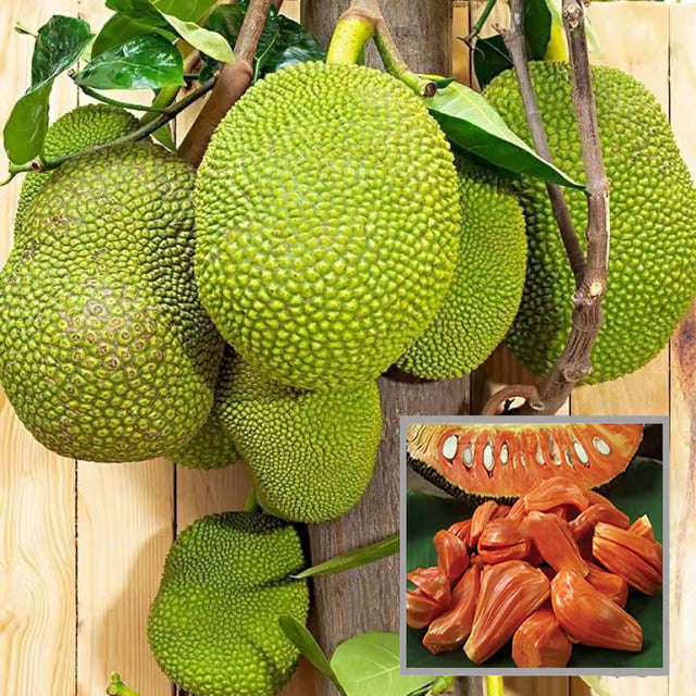 Red Sindoor Siddu Jackfruit Panasa Varikka Katahal Chakka Grafted Fruit Plant