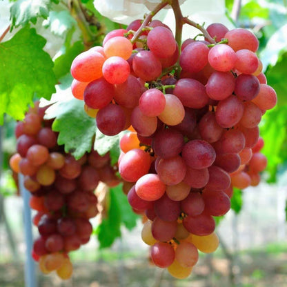 Red Flame Seedless Grapes Angoor Layering/Grafted Fruit Plant
