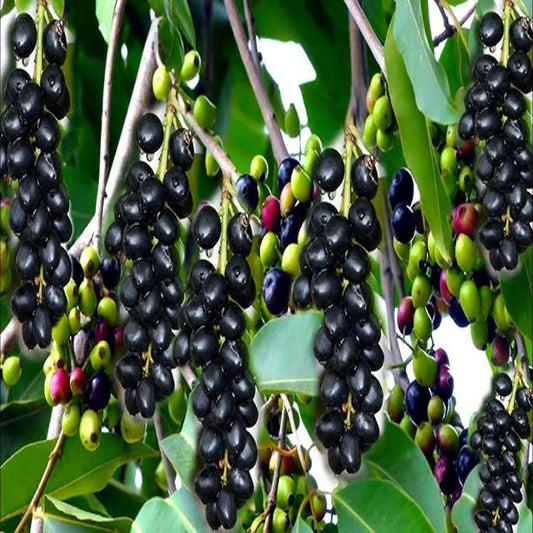 Seedless Black Jamun Jambolan Jam Grafted Fruit Plant