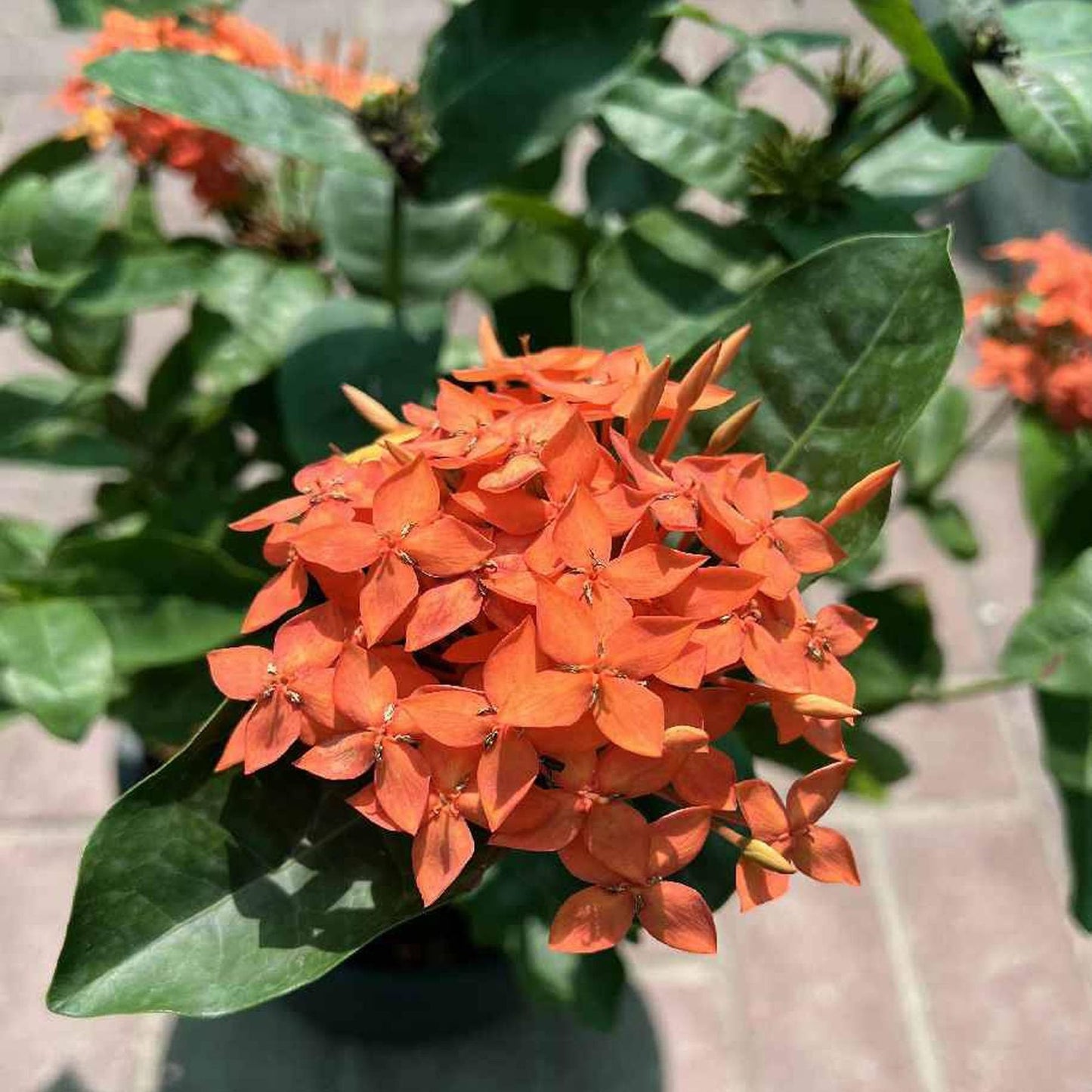 Orange Colour Ixora Rukmini Rangan Flower Shrubs Plant (1.5-3 Feet Height)