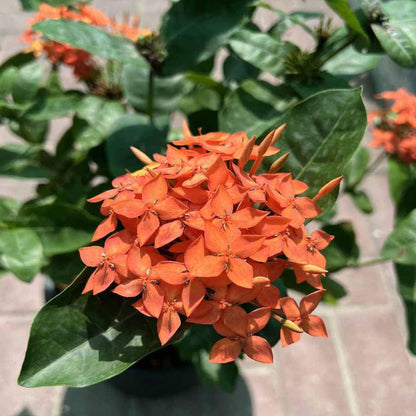 Orange Colour Ixora Rukmini Rangan Flower Shrubs Plant (1.5-3 Feet Height)