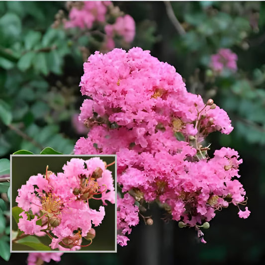 Pink Colour Furush Flower Plant (1-2 Feet Height)