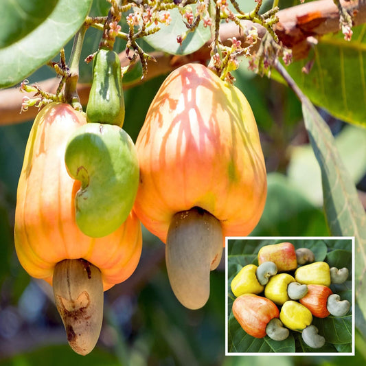 Jhargram 1 Kaju Cashew Nut Anacardium Fruit Plant