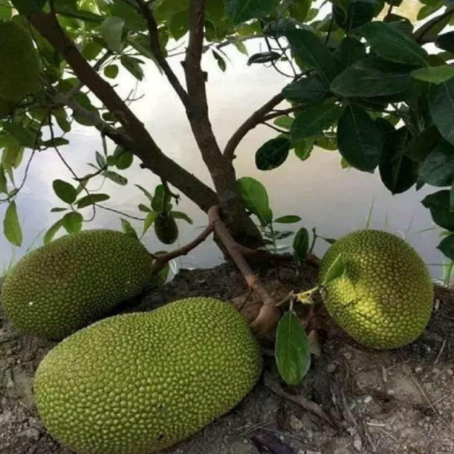 Giant Big Size Jackfruit Panasa Varikka Katahal Chakka Grafted Fruit Plant (1.5-3 Feet Height)