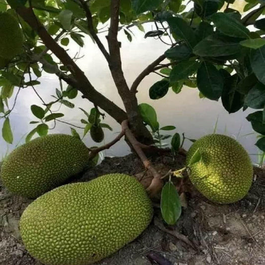 Giant Big Size Jackfruit Panasa Varikka Katahal Chakka Grafted Fruit Plant (1.5-3 Feet Height)