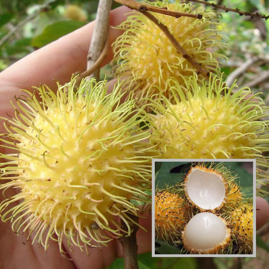 E35 Rambutan Grafted Fruit Plant (2-3 Feet Height)