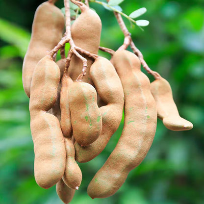 Thai Sweet Tamarind Imli Grafted Fruit Plant