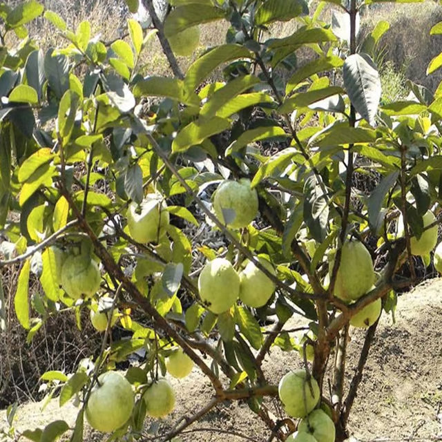 Allahabad Safeda Guava Amrood Layering/Grafted Fruit Plant
