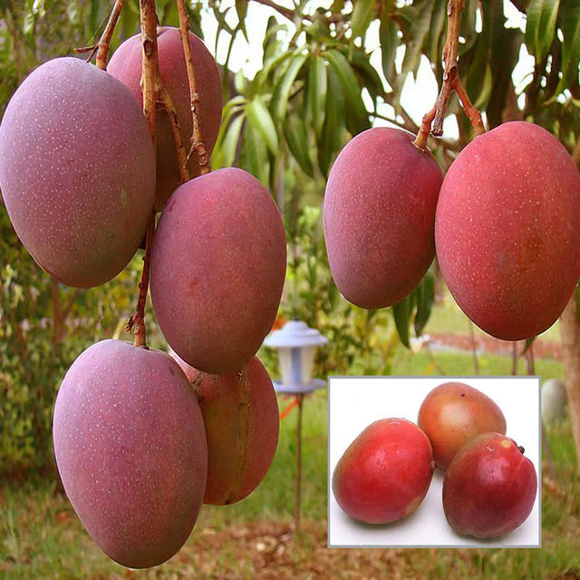 American Red Palmar Mango Aam Grafted Fruit Plant (1.5-3 Feet Height)