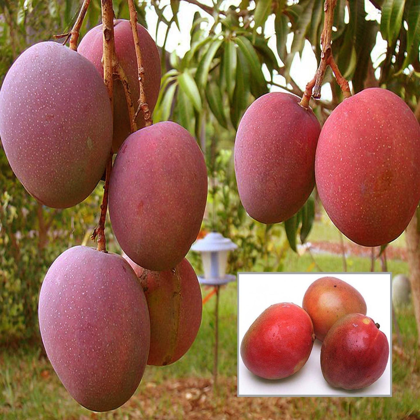 American Red Palmar Mango Aam Grafted Fruit Plant