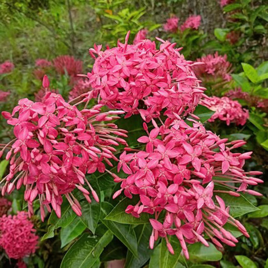Pink Colour Ixora Rukmini Rangan Flower Shrubs Plant (1.5-3 Feet Height)