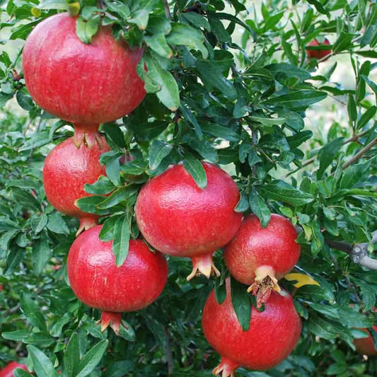 Super Bhagwa Pomegranate Anar Layering/Grafted Fruit Plant