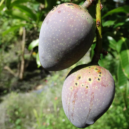 Black Stone Mango Aam Grafted Fruit Plant (1.5-3 Feet Height)