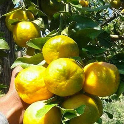 Nagpur Mandarin All Time Orange Santra Grafted Fruit Plant