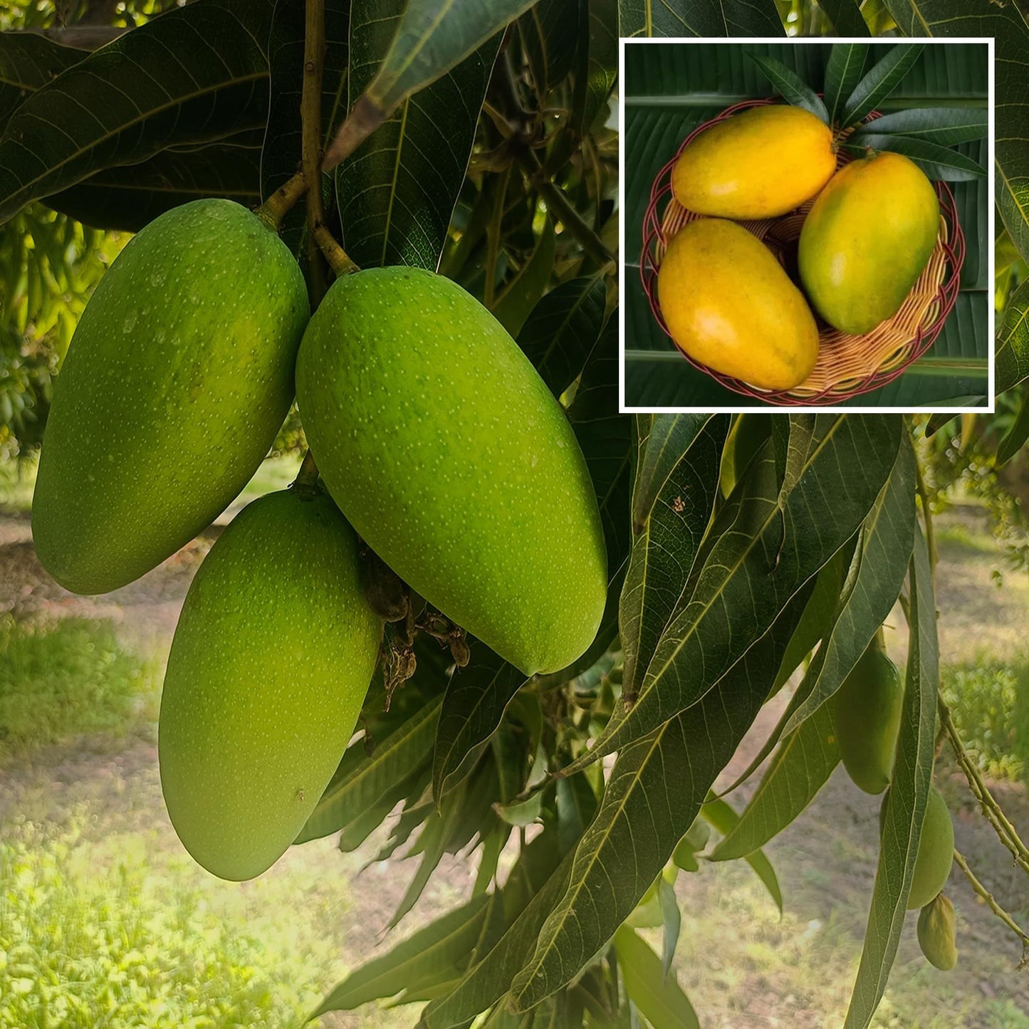 Imam Pasand Himayat Humayun Pasand Mango Aam Grafted Fruit Plant (1.5-3 Feet Height)