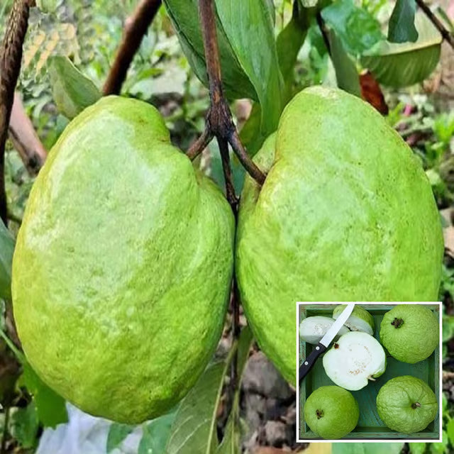 Super Kiran Thai 5 Guava Amrood Layering/Grafted Fruit Plant